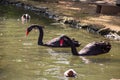 Black swans and ducks swimming in artificial pond Royalty Free Stock Photo