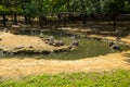 Black swans and ducks swimming in artificial pond Royalty Free Stock Photo