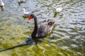 Black swans and ducks swimming in St James`s Park Lake in St James`s Park, London, England, UK Royalty Free Stock Photo