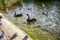 Black swans and ducks swimming in St James`s Park Lake in St James`s Park, London, England, UK