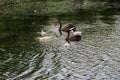 Black swans family floating on the lake Royalty Free Stock Photo