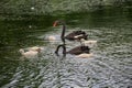 Black swans family floating on lake surface Royalty Free Stock Photo