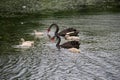 Black swans family floating on lake surface Royalty Free Stock Photo