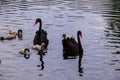 Black swans family floating on a lake surface Royalty Free Stock Photo