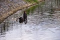 Black swans family floating on lake surface Royalty Free Stock Photo