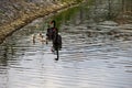 Black swans family floating on lake surface Royalty Free Stock Photo