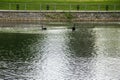 Black swans family floating on lake surface Royalty Free Stock Photo