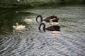 Black swans family floating on the lake Royalty Free Stock Photo