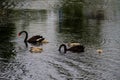 Black swans family floating on lake surface Royalty Free Stock Photo