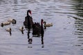 Black swans family floating on lake surface Royalty Free Stock Photo