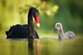 Black Swans Family
