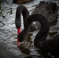 2 black swans feeding in dark water Royalty Free Stock Photo