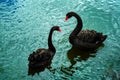 Black swans in lake in Western Springs Auckland