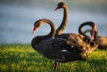Black swans in front of lake Royalty Free Stock Photo