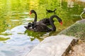 Black swans on the lake looking for food, autumn landscape Royalty Free Stock Photo