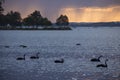 Black Swans On Lake Maquarie