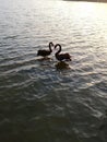 Black swans in love, wetland lake