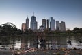 Black Swans with Melbourne Skyline