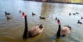 Black Swans in Powells Creek@ Bicentennial Park, Sydney Royalty Free Stock Photo