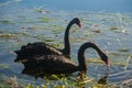 Black swans searching for food Royalty Free Stock Photo