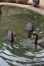 Black swans searching for food while swimming Royalty Free Stock Photo