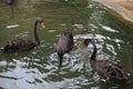 Black swans searching for food while swimming Royalty Free Stock Photo