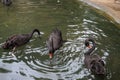Black swans searching for food while swimming. Royalty Free Stock Photo