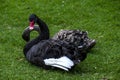Black swans sitting on grass