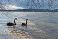 Black swans in the sunset lake