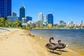 Black Swans on Swan River Perth Royalty Free Stock Photo