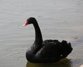 Black swans Royalty Free Stock Photo