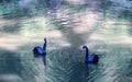 Black swans swim in the pond.