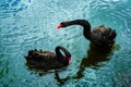 Black swans swimming in green water