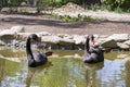 Two black swans swim in the sea basin and pose with paws Royalty Free Stock Photo