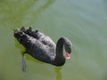 Black swans water. Two black swans romantic scene. Black swans view. Cygnus atratus