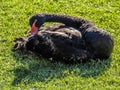 Black Swans, Western Springs, Auckland, New Zealand Royalty Free Stock Photo