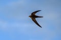 Flying Common Swift Apus apus Royalty Free Stock Photo