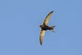 Flying Common Swift Apus apus Royalty Free Stock Photo