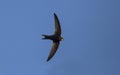 Common Swift Apus apus. Royalty Free Stock Photo