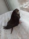The black swift sits on the white fabric by the window and looks into the camera Royalty Free Stock Photo