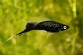 Black Swordtail Xiphophorus Helleri Male aquarium fish isolated