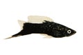 Black Swordtail Xiphophorus Helleri Male aquarium fish isolated on white