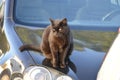 Black tabby cat sitting on the bonnet of  a shiny black car Royalty Free Stock Photo