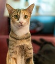 Black and Tabby Cat being cute on red chair