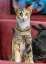 Black and Tabby Cat being cute on red chair