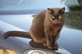 Black tabby cat sitting on the bonnet of a black car Royalty Free Stock Photo