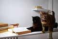 Black and tabby cat on a white table next to a stack of books Royalty Free Stock Photo