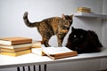 Black and tabby cat on a white table next to a stack of books Royalty Free Stock Photo