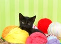 Black tabby kitten in basket of yarn Royalty Free Stock Photo