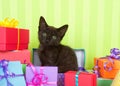 Black tabby kitten in birthday presents Royalty Free Stock Photo